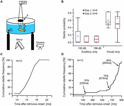 Influence of Stimulus Intensity on Multimodal Integration in the Startle Escape System of Goldfish